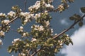 Spring flowers of an apple tree at clear bly sky. Frozen tree flowers after frost Royalty Free Stock Photo