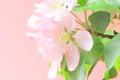 Spring flowers of an apple tree, pink delicate buds and green leaves on a pink background, close-up Royalty Free Stock Photo