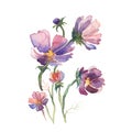 The spring flowers aster painting watercolor