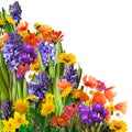 Spring flowers background