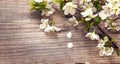 SSpring Flowers on background of old vintage blue board Royalty Free Stock Photo