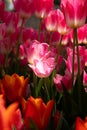 Spring flowers background verical photo. Pink tulip in focus.