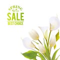 Spring flowers backround with text lettering. Royalty Free Stock Photo