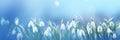 Spring flowers banner, background. First flowers snowdrops banner with copy space