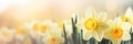 Spring flowers banner, background. Yellow daffodils flowers banner with copy space Royalty Free Stock Photo