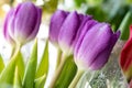 Spring flowers banner - bouquet of pink tulips flowers on a background of flowers, water droplets on petals Royalty Free Stock Photo