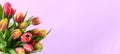 Spring flowers. Banner-a bouquet of pink and yelloy tulips on a pink background. Congratulations on