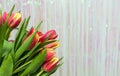 Spring flowers. Banner-a bouquet of pink and yelloy tulips on a shiny background. Congratulations on