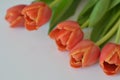 spring flowers banner - bunch of multi colored red orange yellow pink tulip flowers on white background Royalty Free Stock Photo
