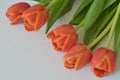 spring flowers banner - bunch of multi colored red orange yellow pink tulip flowers on white background Royalty Free Stock Photo