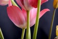 Spring flowers banner - bunch of pink tulip flowers on black background