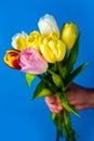 Spring flowers banner. Bunch of pink tulip flowers on blue background. Pink yellow and white tulle. Easter day Royalty Free Stock Photo