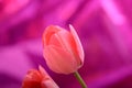 Spring flowers banner - bunch of pink tulip flowers on red background