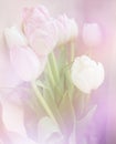 Spring flowers banner - bunch of pink tulip flowers on sweet background Royalty Free Stock Photo