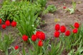 Spring flowers banner - bunch of red tulip flowers on the background of the earth in the park.Selective focus. Royalty Free Stock Photo
