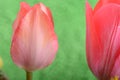 Spring flowers banner - bunch of red tulip flowers on green background