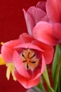 Spring flowers banner - bunch of red tulip flowers on red background