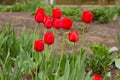Spring flowers banner - bunch of red tulip flowers. Selective focus.