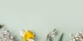 Spring flowers banner flat lay composition on pastel green background with copy space. Daffodils and willow top view