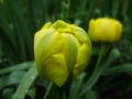 Spring flowers banner of yellow tulip flower. Flower tulips background. Beautiful view of yellow tulips and sunlight. tulips, fiel Royalty Free Stock Photo