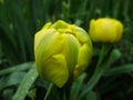 Spring flowers banner of yellow tulip flower. Flower tulips background. Beautiful view of yellow tulips and sunlight Royalty Free Stock Photo