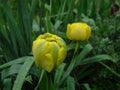 Spring flowers banner of yellow tulip flower. Flower tulips background. Beautiful view of yellow tulips and sunlight. tulips, Royalty Free Stock Photo