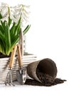 Spring flowers in basket with garden tools