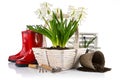 Spring flowers in basket with garden tools