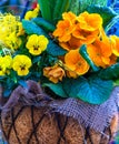Spring flowers in a basket Royalty Free Stock Photo