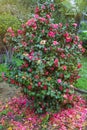 Spring flowers. Beautiful camellia bush in bloom Royalty Free Stock Photo