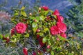 Spring flowers. Beautiful camellia bush with red flowers and green leaves in garden Royalty Free Stock Photo