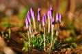 Spring flowers. Beautiful close-up of flower with colorful natural background and sun. Crocus Saffron Royalty Free Stock Photo