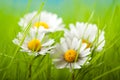 Spring flowers - Beautiful daisy