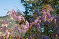 Spring flowers. Beautiful flowered wisteria in garden Royalty Free Stock Photo