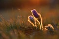 Spring flowers. Beautiful purple little furry pasque-flower. Pulsatilla grandis Blooming on meadow at the sunset Royalty Free Stock Photo