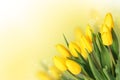 Spring Flowers. Beautiful Yellow Tulips Bouquet Royalty Free Stock Photo