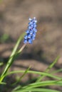 Spring flowers Royalty Free Stock Photo