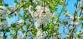 Spring flowers. Beautifully blossoming tree branch. Cherry - Sakura and sky with a natural background. Wide photo Royalty Free Stock Photo