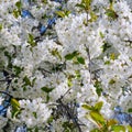 Spring flowers. Beautifully blossoming tree branch. Cherry - Sakura and sky with a natural background Royalty Free Stock Photo