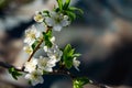 Spring flowers. Beautifully blossoming tree branch close up Royalty Free Stock Photo