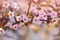 Spring flowers. Beautifully blossoming tree branch. Japanese Cherry - Sakura and sun with a natural colored background. Royalty Free Stock Photo