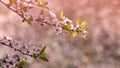 Spring flowers. Beautifully blossoming tree branch. Japanese Cherry - Sakura and sun with a natural colored background. Royalty Free Stock Photo