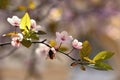 Spring flowers. Beautifully blossoming tree branch. Japanese Cherry - Sakura and sun with a natural colored background. Royalty Free Stock Photo