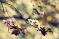 Spring flowers. Beautifully blossoming tree branch. Japanese Cherry - Sakura and sun with a natural colored background. Royalty Free Stock Photo