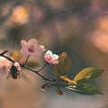 Spring flowers. Beautifully blossoming tree branch. Japanese Cherry - Sakura and sun with a natural colored background. Royalty Free Stock Photo