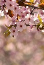 Spring flowers. Beautifully blossoming tree branch. Japanese Cherry - Sakura and sun with a natural colored background. Royalty Free Stock Photo