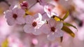 Spring flowers. Beautifully blossoming tree branch. Japanese Cherry - Sakura and sun with a natural colored background. Royalty Free Stock Photo