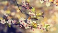 Spring flowers. Beautifully blossoming tree branch. Japanese Cherry - Sakura and sun with a natural colored background. Royalty Free Stock Photo