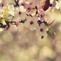 Spring flowers. Beautifully blossoming tree branch. Japanese Cherry - Sakura and sun with a natural colored background. Royalty Free Stock Photo