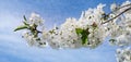 Spring flowers. Beautifully blossoming tree branch. Welcome spring. Wide photo. Royalty Free Stock Photo